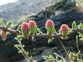 Pinaceae - Larix decidua (fiore femminile)